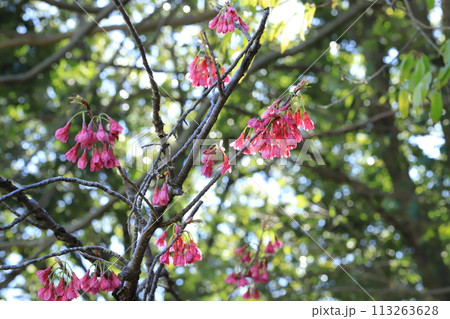 カンピザクラ 113263628