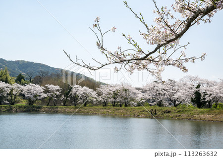 田舎の桜風景 田舎の桜風景 113263632