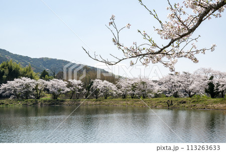 田舎の桜風景 113263633
