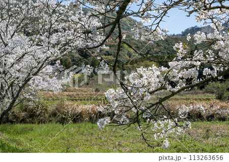 田舎の桜風景 113263656