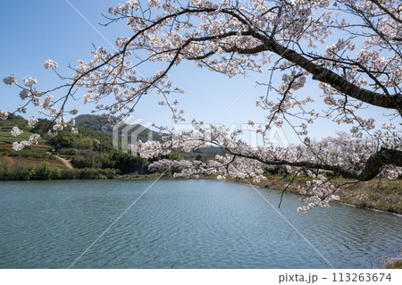 田舎の桜風景 田舎の桜風景 113263674