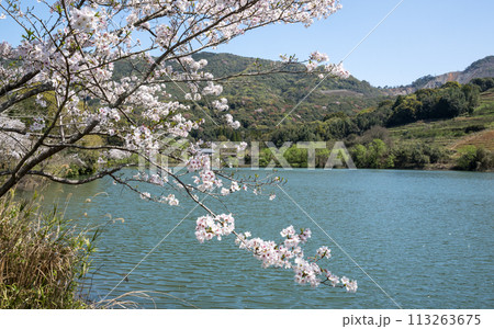 田舎の桜風景 113263675