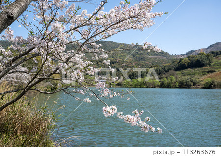 田舎の桜風景 田舎の桜風景 113263676