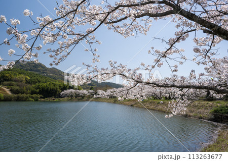 田舎の桜風景 田舎の桜風景 113263677