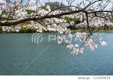 田舎の桜風景 田舎の桜風景 113263678