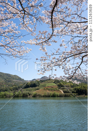 田舎の桜風景 田舎の桜風景 113263689