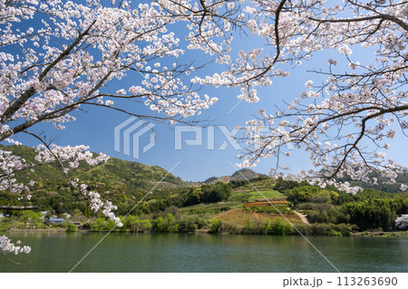 田舎の桜風景 田舎の桜風景 113263690