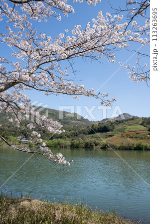 田舎の桜風景 113263695