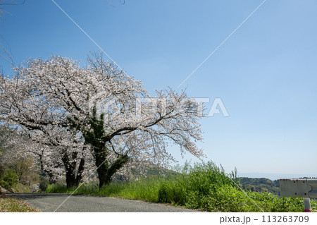 田舎の桜風景 113263709