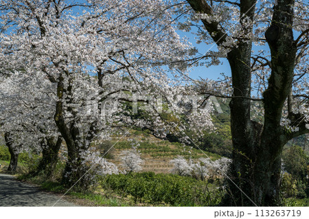 田舎の桜風景 田舎の桜風景 113263719