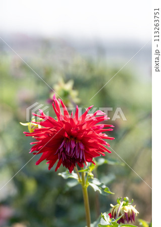 満開のダリアの花のクローズアップ 満開のダリアの花のクローズアップ 113263751