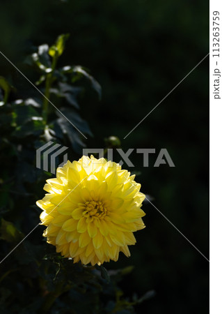 満開のダリアの花のクローズアップ 満開のダリアの花のクローズアップ 113263759