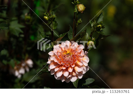 満開のダリアの花のクローズアップ 113263761