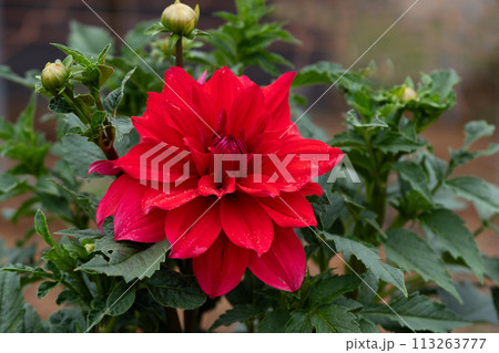 満開のダリアの花のクローズアップ 113263777