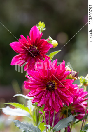 満開のダリアの花のクローズアップ 満開のダリアの花のクローズアップ 113263795