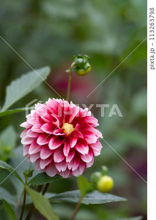 満開のダリアの花のクローズアップ 満開のダリアの花のクローズアップ 113263798