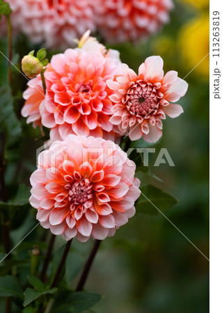 満開のダリアの花のクローズアップ 満開のダリアの花のクローズアップ 113263819