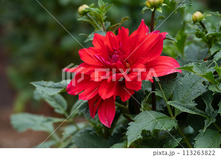 満開のダリアの花のクローズアップ 113263822