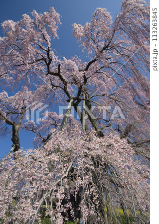 三春滝桜 113263845