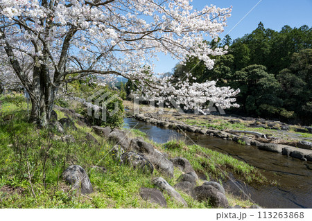 熊本県の田舎に咲く桜 熊本県の田舎に咲く桜 113263868
