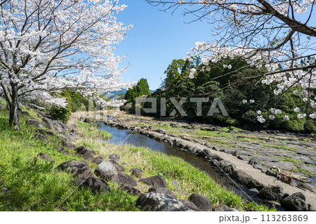 熊本県の田舎に咲く桜 113263869