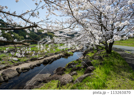 熊本県の田舎に咲く桜 熊本県の田舎に咲く桜 113263870