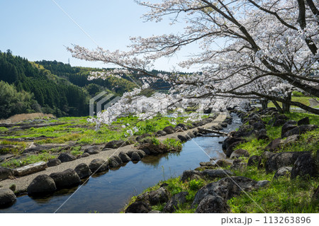 熊本県の田舎に咲く桜 熊本県の田舎に咲く桜 113263896
