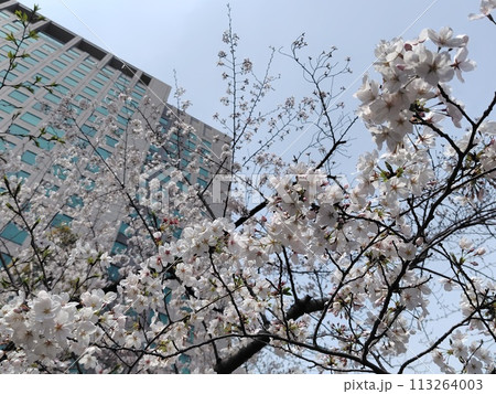 ビルと桜 113264003