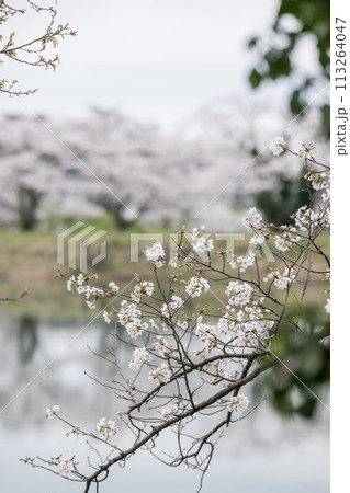春の桜の花が咲く公園 113264047