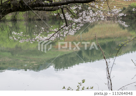 春の桜の花が咲く公園 春の桜の花が咲く公園 113264048