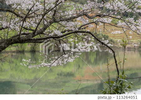 春の桜の花が咲く公園 113264051