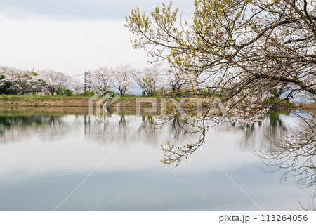 春の桜の花が咲く公園 113264056
