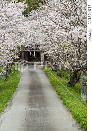 春の桜の花が咲く公園 113264057