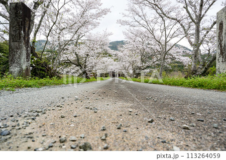 春の桜の花が咲く公園 113264059