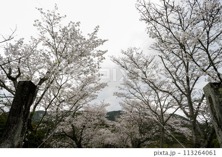 春の桜の花が咲く公園 113264061