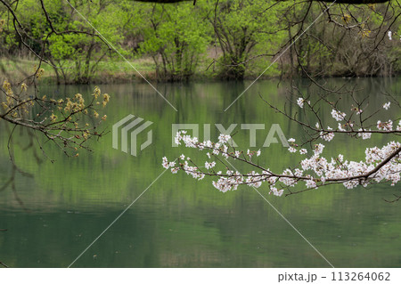 春の桜の花が咲く公園 113264062