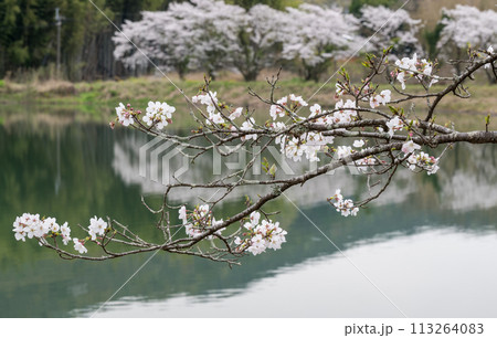 春の桜の花が咲く公園 113264083