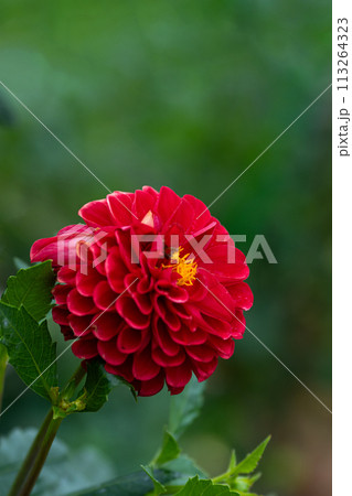 満開のダリアの花のクローズアップ 113264323