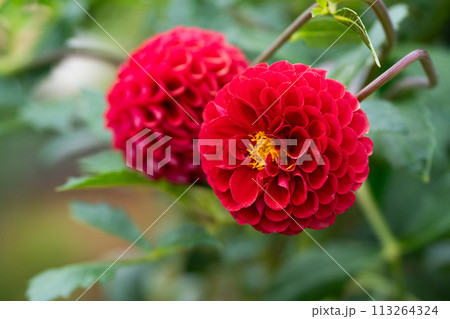 満開のダリアの花のクローズアップ 満開のダリアの花のクローズアップ 113264324