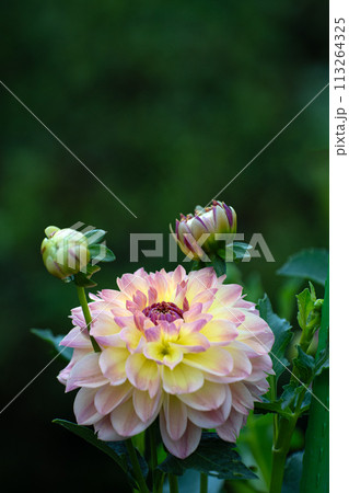満開のダリアの花のクローズアップ 満開のダリアの花のクローズアップ 113264325
