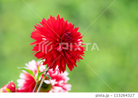 満開のダリアの花のクローズアップ 113264327