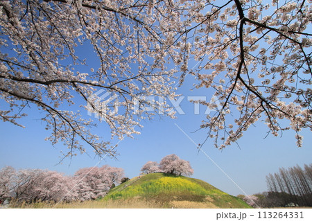 青空と小高い丘に映える満開の桜 113264331