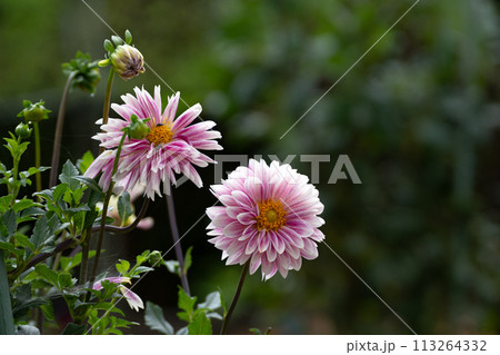 満開のダリアの花のクローズアップ 113264332