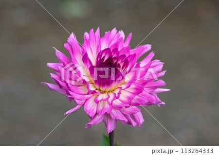 満開のダリアの花のクローズアップ 113264333