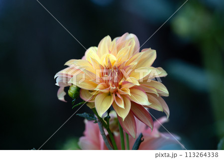 満開のダリアの花のクローズアップ 113264338
