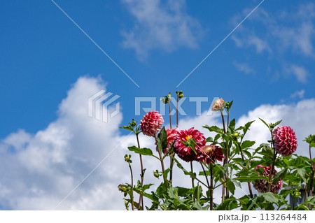 満開のダリアの花と秋空のコピースペース 満開のダリアの花と秋空のコピースペース 113264484