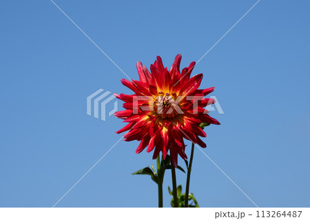 満開のダリアの花と秋空のコピースペース 113264487