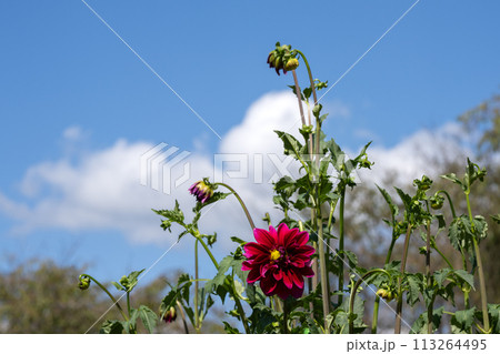 満開のダリアの花と秋空のコピースペース 満開のダリアの花と秋空のコピースペース 113264495