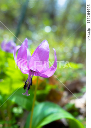 カタクリの花 カタクリの花 113264498