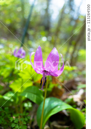 カタクリの花 カタクリの花 113264500